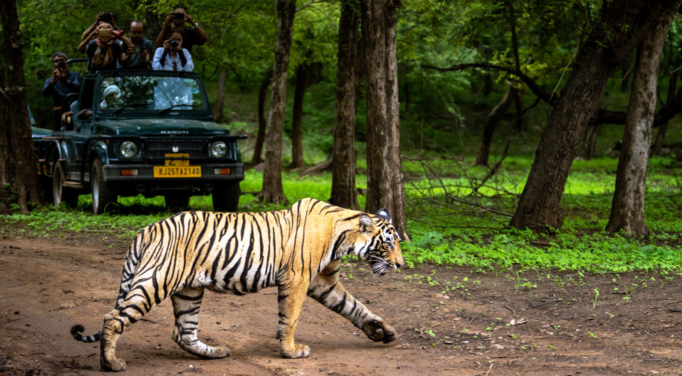 ranthambore-national-park-img